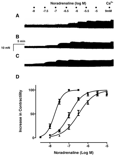 Resveratrol increases the inotropic effect of noradrenaline in rat ventricular myocardium.