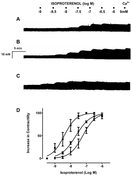 Resveratrol increases the inotropic effect of isoproterenol in rat ventricular myocardium.