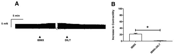 Diltiazem abolish the inotropic effect of IBMX in rat ventricular myocardium.