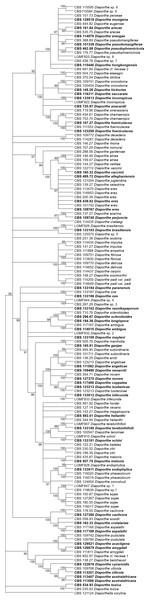 ML condensed tree with a 90% cut-off, build using the five loci TEF1-TUB-CAL-HIS-ITS for the 96 Diaporthe species.