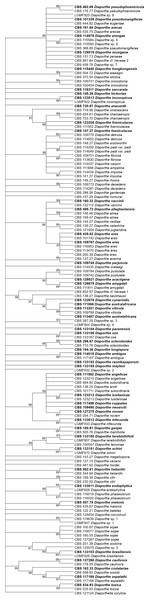 ML condensed tree with a 90% cut-off, build using the TEF1 locus for the 96 Diaporthe species.