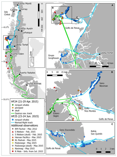 Location of dead whales and skulls found in Chilean Patagonian.