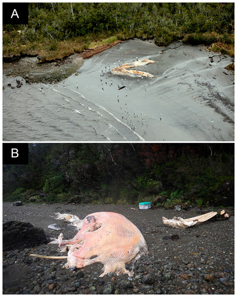 Biostratonomic classification of the location of death of carcasses/skeletal remains.