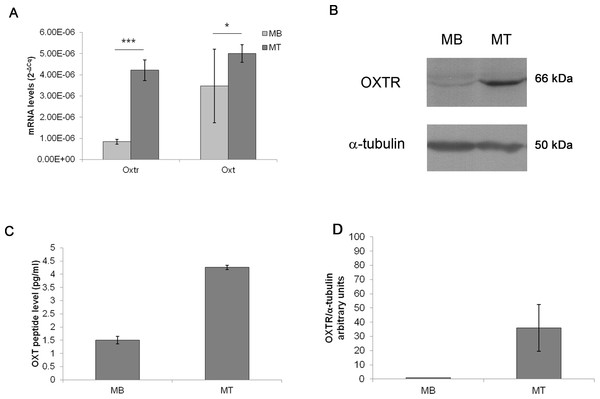 Oxt and Oxtr mRNA and protein levels in the control MB and MT cultures.