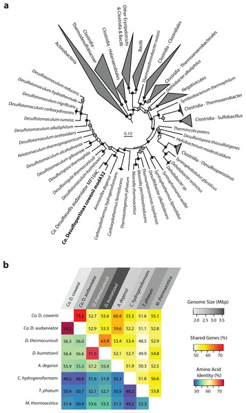 Phylogenomic and shared gene content analysis of “Ca. Desulfopertinax cowenii,” “Ca. Desulforudis audaxviator” and other Firmicutes.