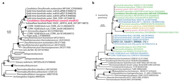 Phylogenetic analysis of “Ca. Desulfopertinax cowenii,” “Ca. Desulforudis audaxviator” and other closely related dsrB and SSU rRNA genes.