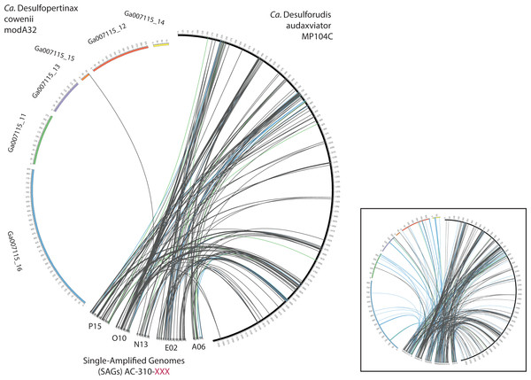 Analysis of genome alignment between “Ca. Desulfopertinax cowenii,” “Ca. Desulforudis audaxviator” and five closely related single-cell genomes.