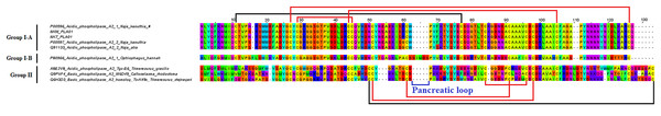 Multiple sequence alignment of phospholipase A2 (PLA2) transcripts from the venom gland transcriptomes of NK-M and NK-T in comparison to PLA2 sequences of representative venomous snakes.