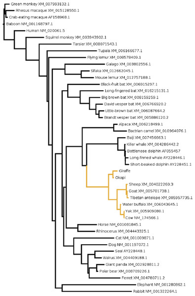 The evolutionary relationship in mammals based on OPN1LW as revealed by coding gene sequences.