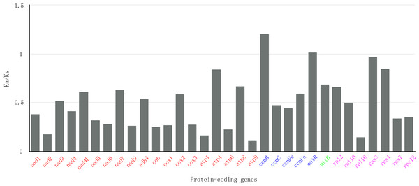 The Ka/Ks values of 32 protein-coding genes of S. suchowensi s versus G. raimondii.