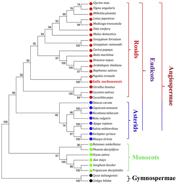 The Neighbor-Joining tree was constructed based on 23 conserved genes of 35 representative plant mt genomes.