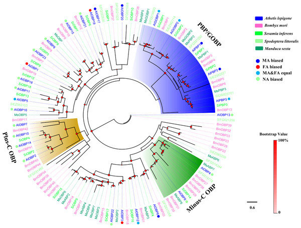 Phylogenetic tree of moth OBPs.