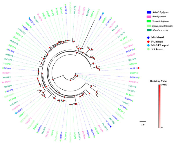 Phylogenetic tree of moth CSPs.