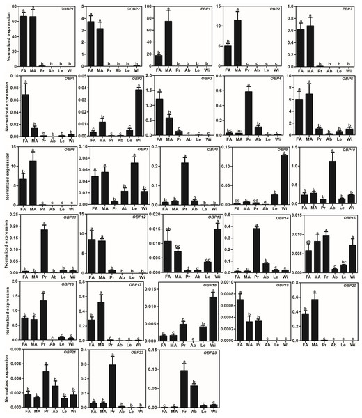 Expression patterns of OBP genes in A. lepigone.