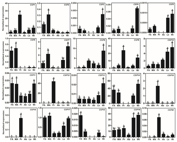 Expression patterns of CSP genes in A. lepigone.