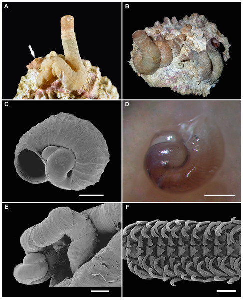 Shell morphology and radula of Thylacodes vandyensis n. sp. (all from collecting event FK-1148, 9 January 2016, about 29 m).