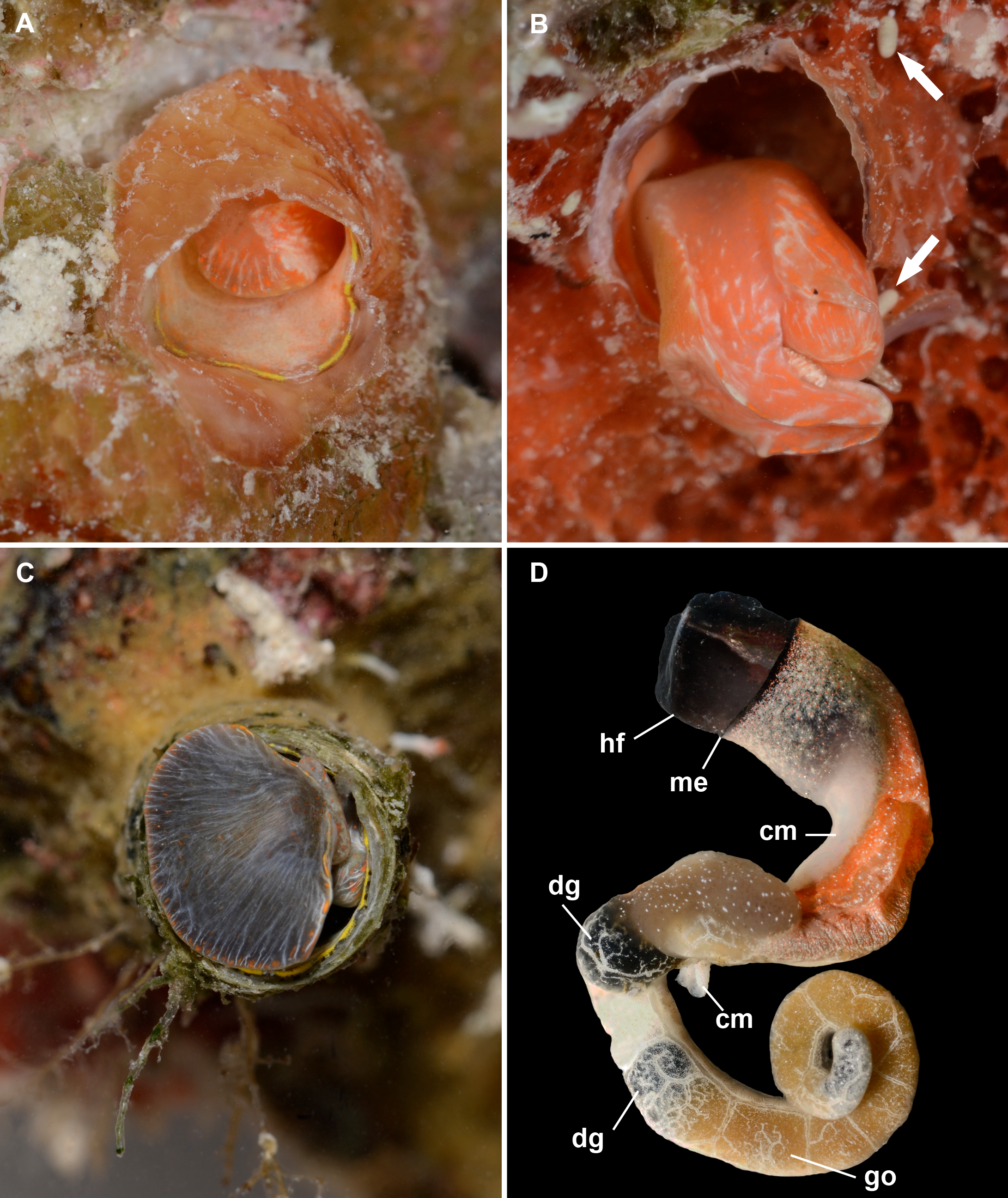 Rogue Mitochondria Turn Hermaphroditic Snails Female: Study