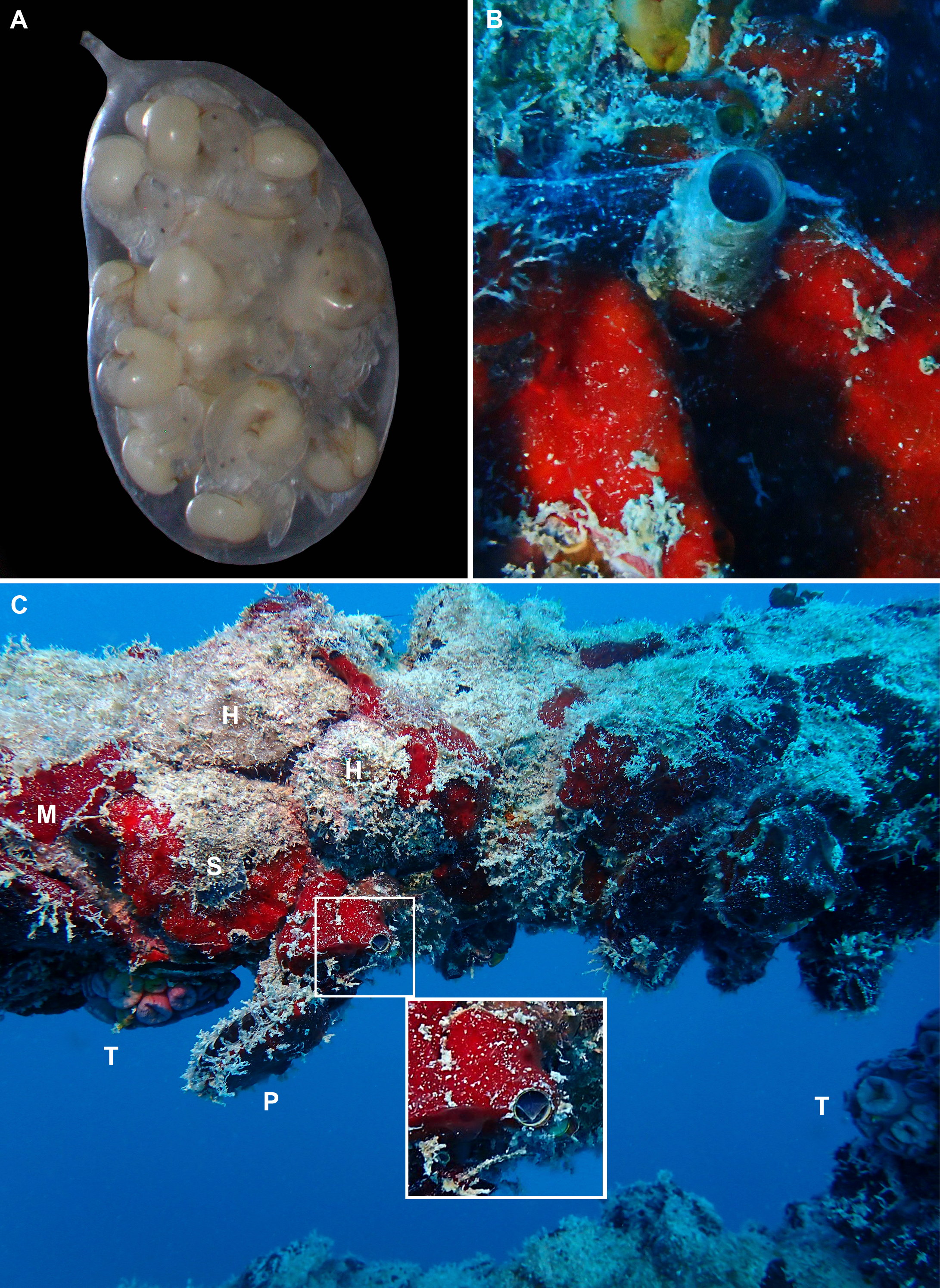 Non-native molluscan colonizers on deliberately placed shipwrecks in the Florida Keys, with description of a new species of potentially invasive worm-snail (Gastropoda Vermetidae) PeerJ