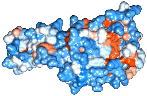 Protein hydrophobicity—Peroxiredoxin.
