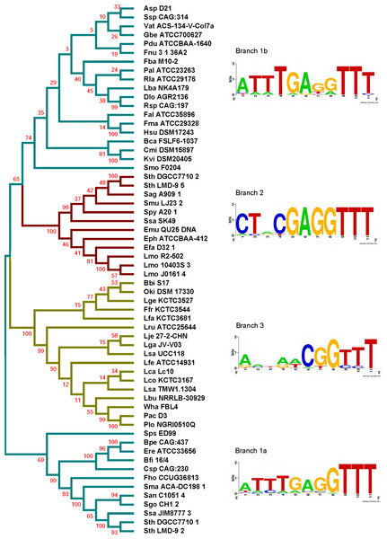 Conserved DNA Motifs In The Type II-A CRISPR Leader Region [PeerJ]