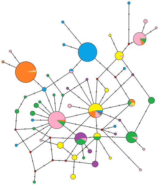 Median-joining network of the mitochondrial control region haplotypes for 296 Erinaceus roumanicus samples.