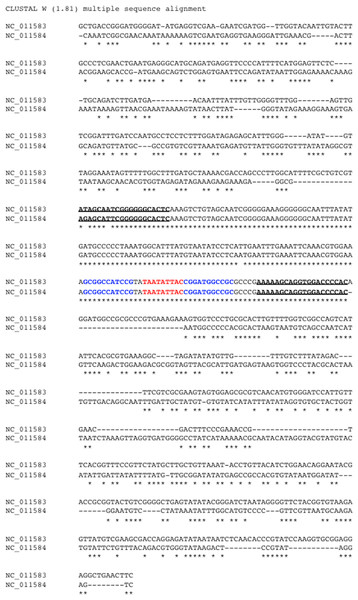 Identification of common region (CR) shared between DNA-A and DNA-B of bipartite begomoviruses.