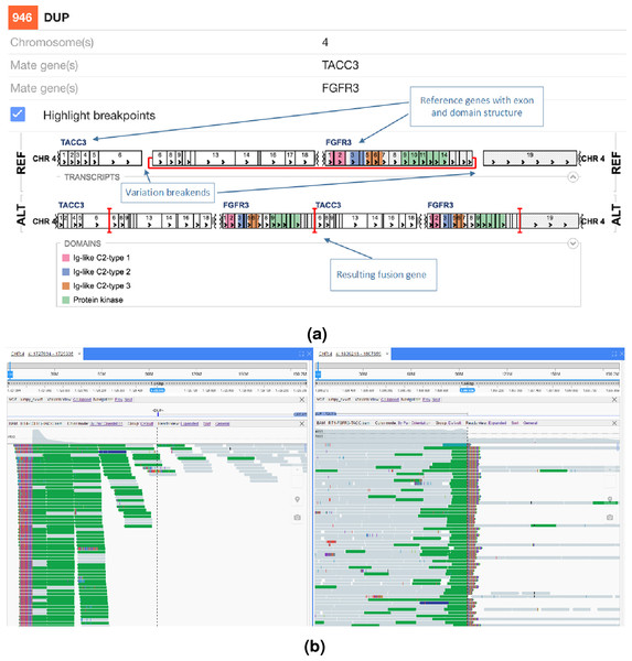 FGFR3-TACC3 tandem duplication fusion exon level visualisation in the New Genome Browser.