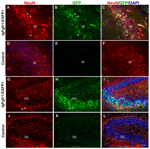 Fgfr1 expression in NeuN+ cells of the hippocampus at P7.