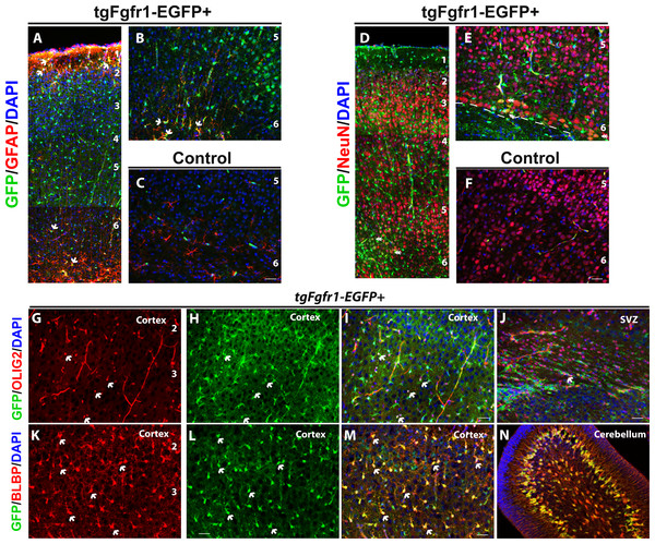 Fgfr1 expression in cortex of P7 mice.