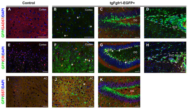Fgfr1 expression in the 1-month interneurons.