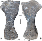 Osteology of Galeamopus pabsti sp. nov. (Sauropoda: Diplodocidae), with ...