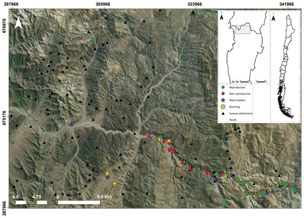 Study area (ca., 1,300 km2) in which landscape elements are using by the species like reproductive ravines (green circles), non-reproductive ravines (red circles), water bodies (blue stars) and roosting (yellow asterisks); And anthropic elements, roads (orange lines) and human settlements (yellow triangles).