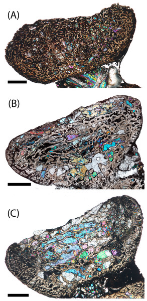 Microphotographs of the dorsal endochondral region in three small specimens in sagittal profile.