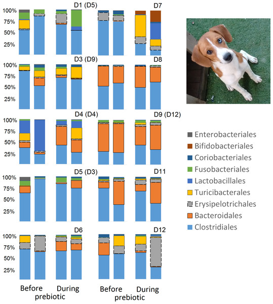 Relative abundance of bacterial groups at the order level for each dog in trial 2.