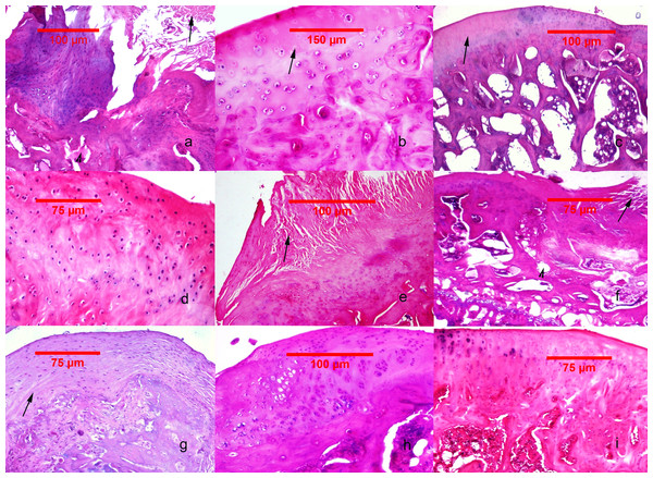 Histological findings in the studied groups.