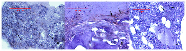 Cox-2 immunohistochemistry staining of the joint tissues.