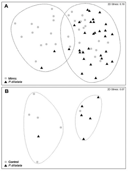 (A) Fouling community over recruitment panels near live colonies of P. dilatata and mimics. Samples are grouped within 60% similarity contours. Data are square-root transformed. (B) Fouling community over disks treated with crude extract and controls.