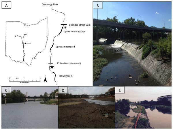  The map (A) shows study site locations on the Olentangy River, and (B) shows the former dam. The remaining photographs depict views upstream of the 5th Avenue Dam overlooking the upstream-restored reach on the Olentangy River, Columbus, Ohio before (C), 2 months (D), and 36 months (E) after dam removal.