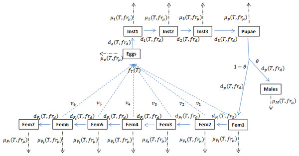 Schematic of the D. suzukii population dynamics model presented in Langille et al. (2016).