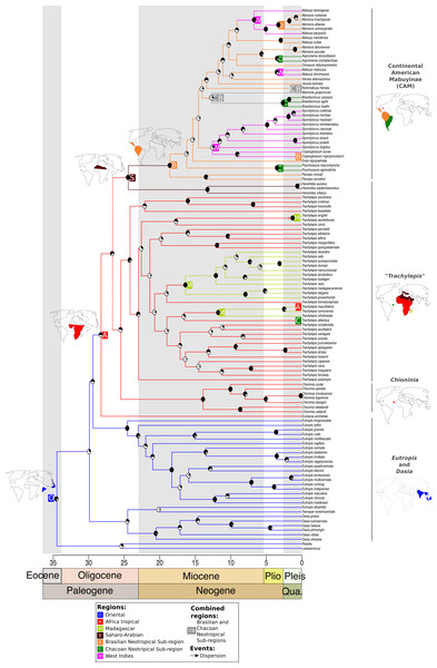 Time-dated phylogeny of the Mabuyinae with ancestral area reconstruction.