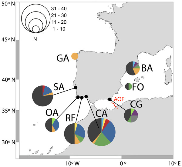 Distribution of D-loop haplotypes of Salaria pavo on each location.