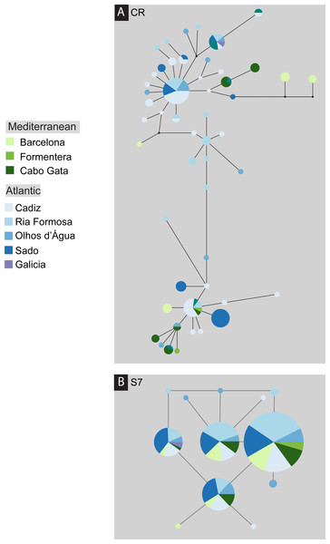 Median-joining post-processed haplotype network for Salaria pavo.