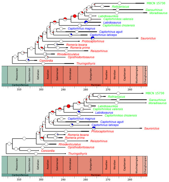  The phylogeny of Captorhinidae, illustrating the location of significant changes in rates of evolution.