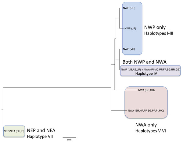 Neighbor-joining tree of COI haplotypes based on Kimura 2-parameter distances.