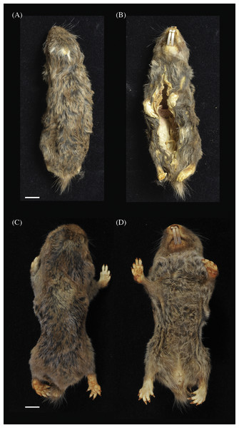 Dorsal (A) and (C) and ventral (B) and (D) views of holotypes: Fukomys livingstoni (5208/NHMUK 2015.42) (A) and (B) and Fukomys hanangensis (4308/NHMUK 2015.15), (C) and (D).