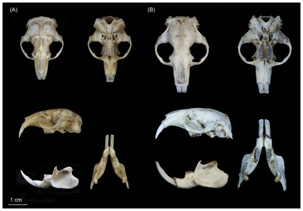 Skulls of (A) Fukomys livingstoni sp. nov. (5208/NHMUK 2015.42; holotype), and (B) Fukomys hanangensis sp. nov. (4334/NHMUK 2015.41; paratype) in dorsal, ventral and lateral view, and mandible in lateral and dorsal view.