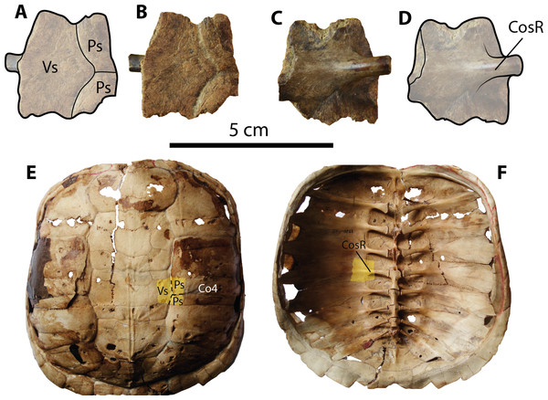Chelydrid (Chelydra. sp. Indet.) partial costal bone from Santa Elena Province.