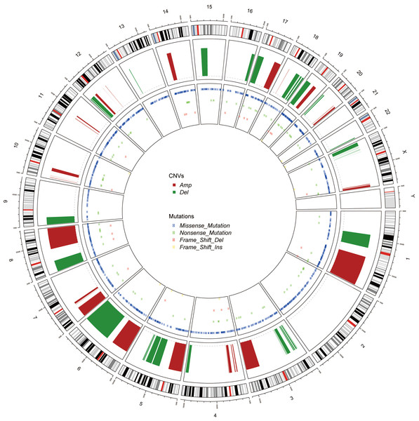 The Circos of the human genome showing chromosome structure, location of CNV (amplification and deletion) and the SNP (missense mutations, nonsense mutations, insertion and deletion) in lung adenocarcinoma.