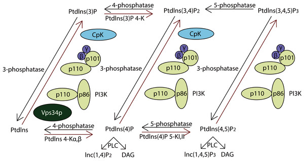 The pathway of PI3K protein family.