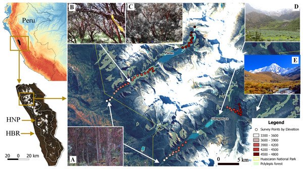 Study sites and vegetation communities located along an elevational gradient on Huascaran Biosphere Reserve (HBR) and Huascaran National Park (HNP)—Peru.